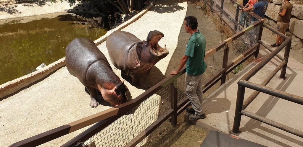 ¿Qué actividades hay para hacer en Estepona? 5 selwo aventura